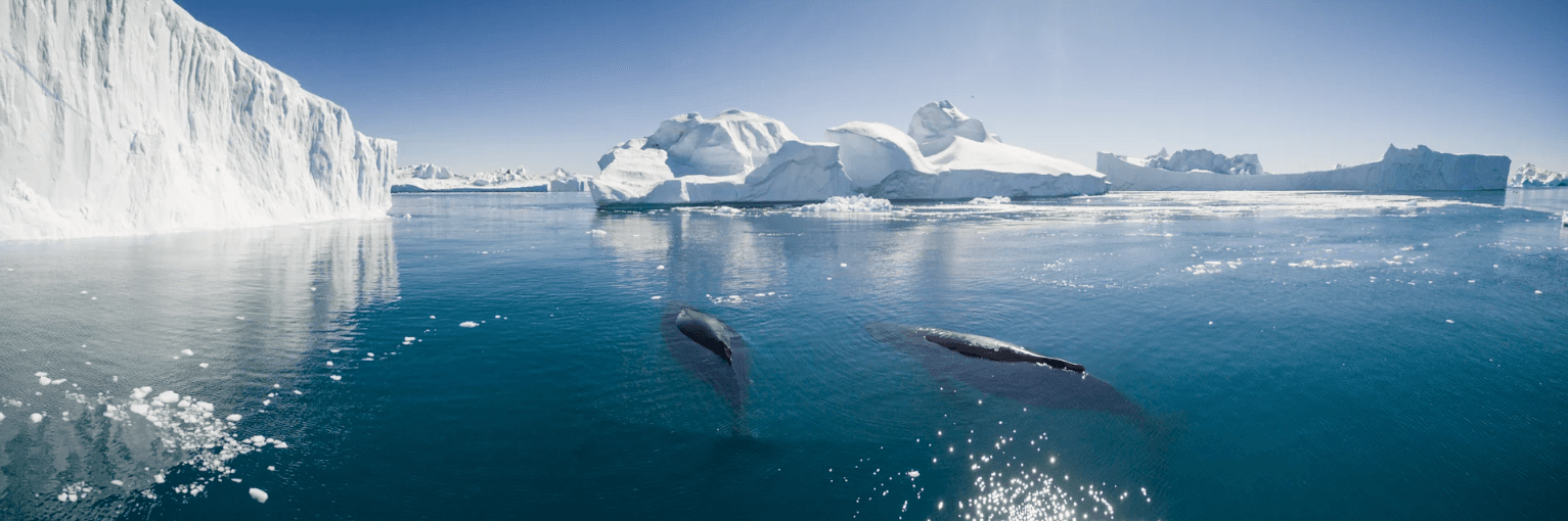 Les 7 meilleures destinations pour observer les baleines